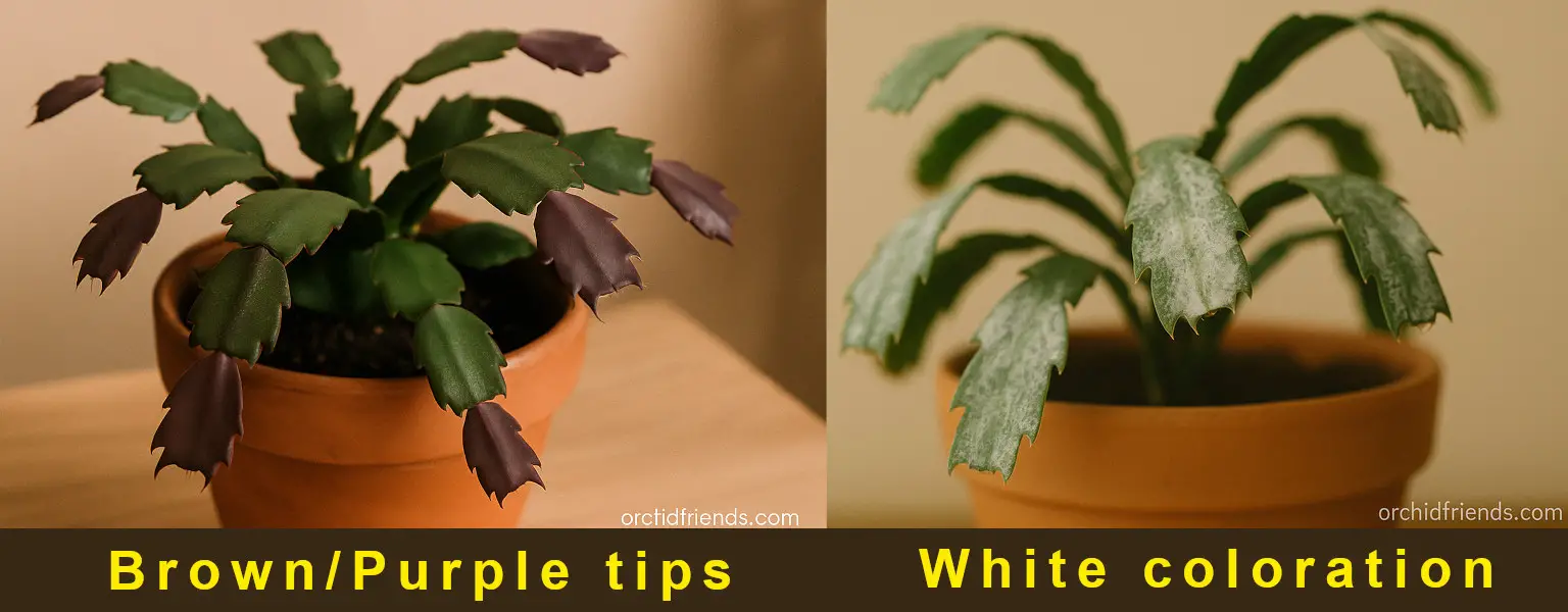 Christmas Cactus Tips Look Brown
