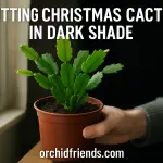 When to Put Christmas Cactus in Dark Shade