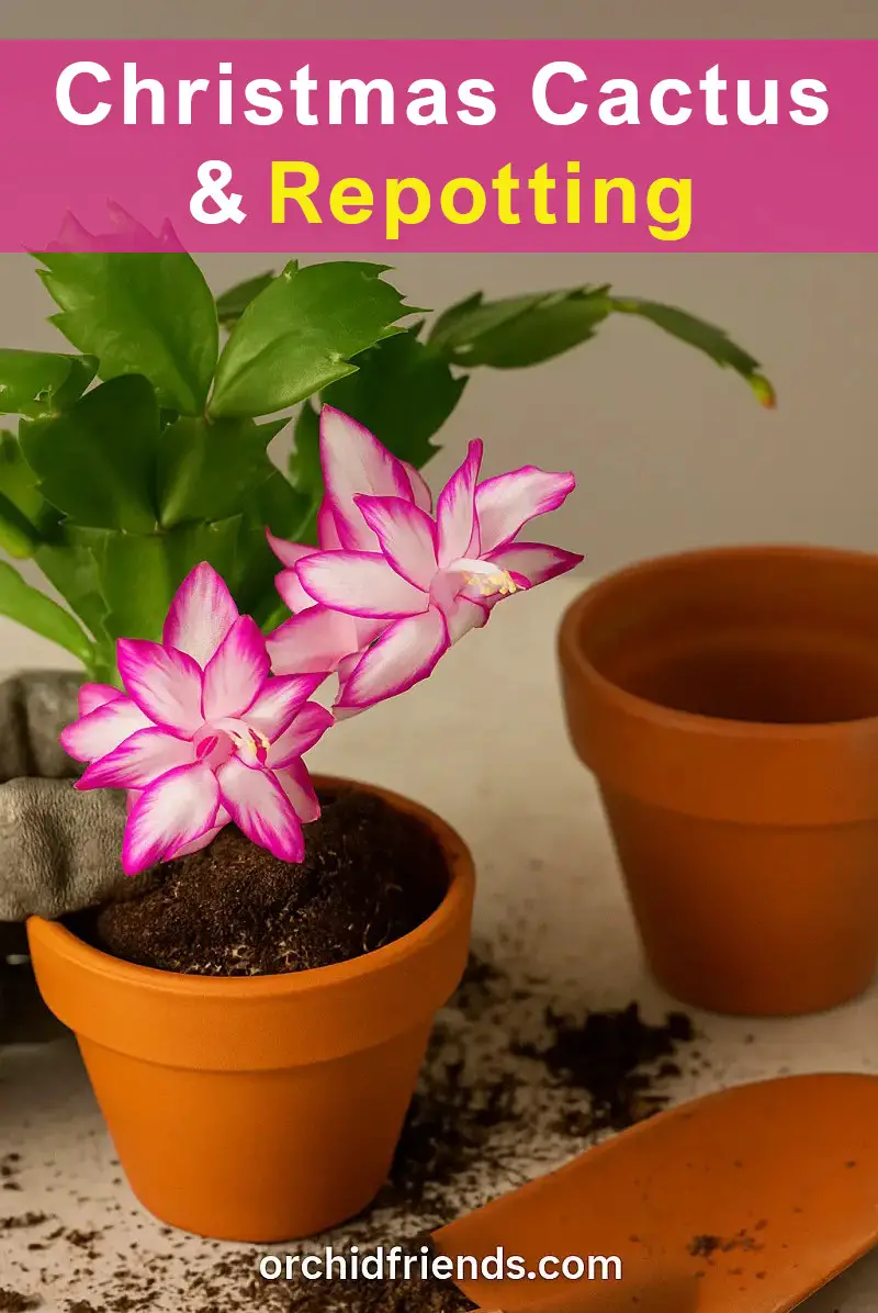 When to Repot Christmas Cactus in Spring