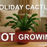 Why Is My Christmas Cactus Not Getting Bigger