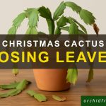 Why is my christmas cactus losing all its leaves