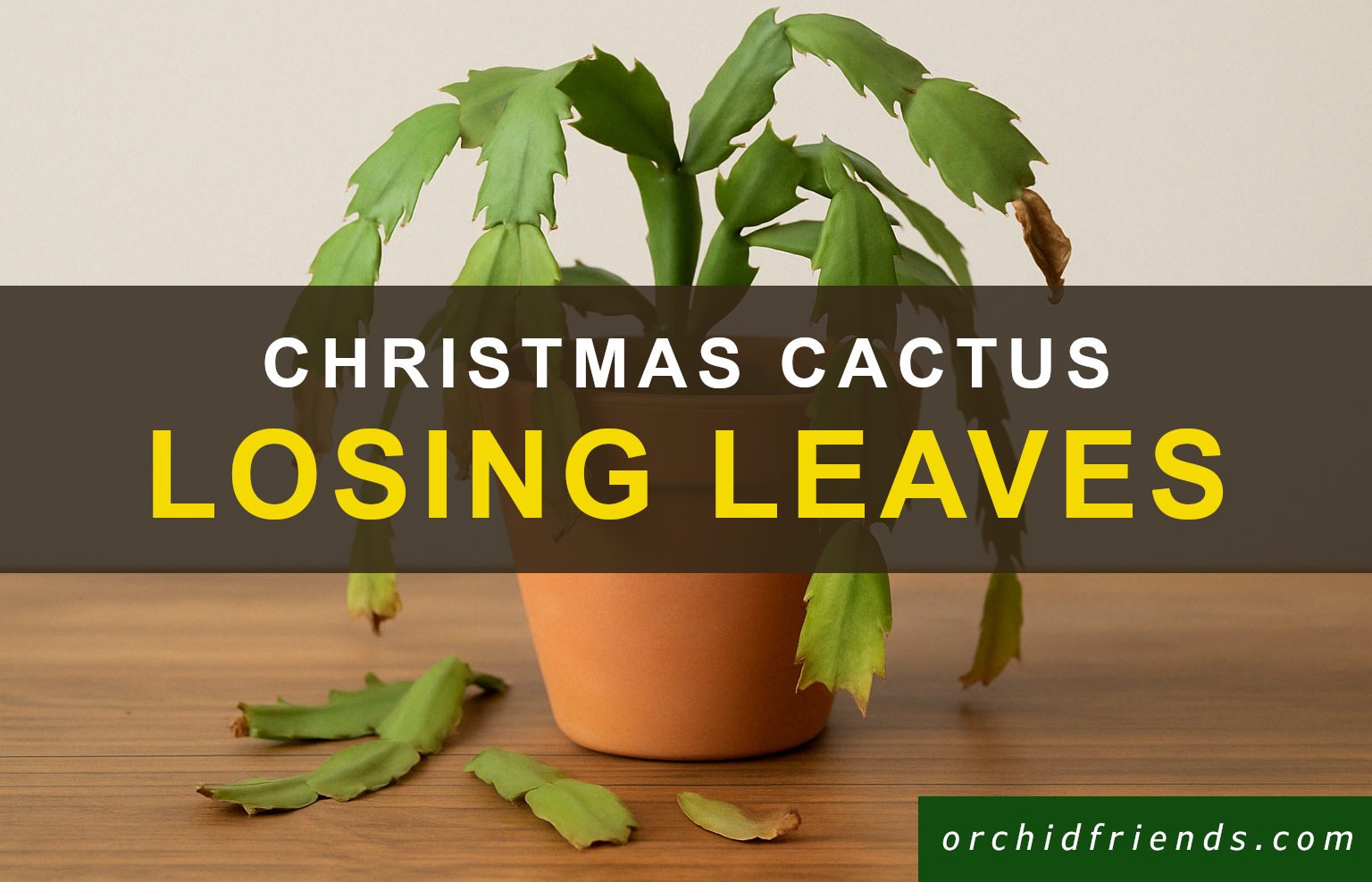 Why is my christmas cactus losing all its leaves
