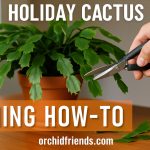 how to prune your christmas cactus for winter