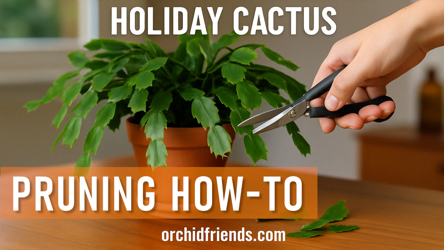how to prune your christmas cactus for winter