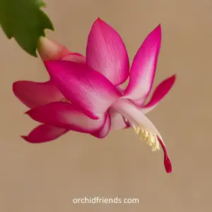 orchidfriends.com