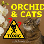 Are Orchids Poisonous to Cats?